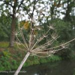 Wandelpin Baarlo